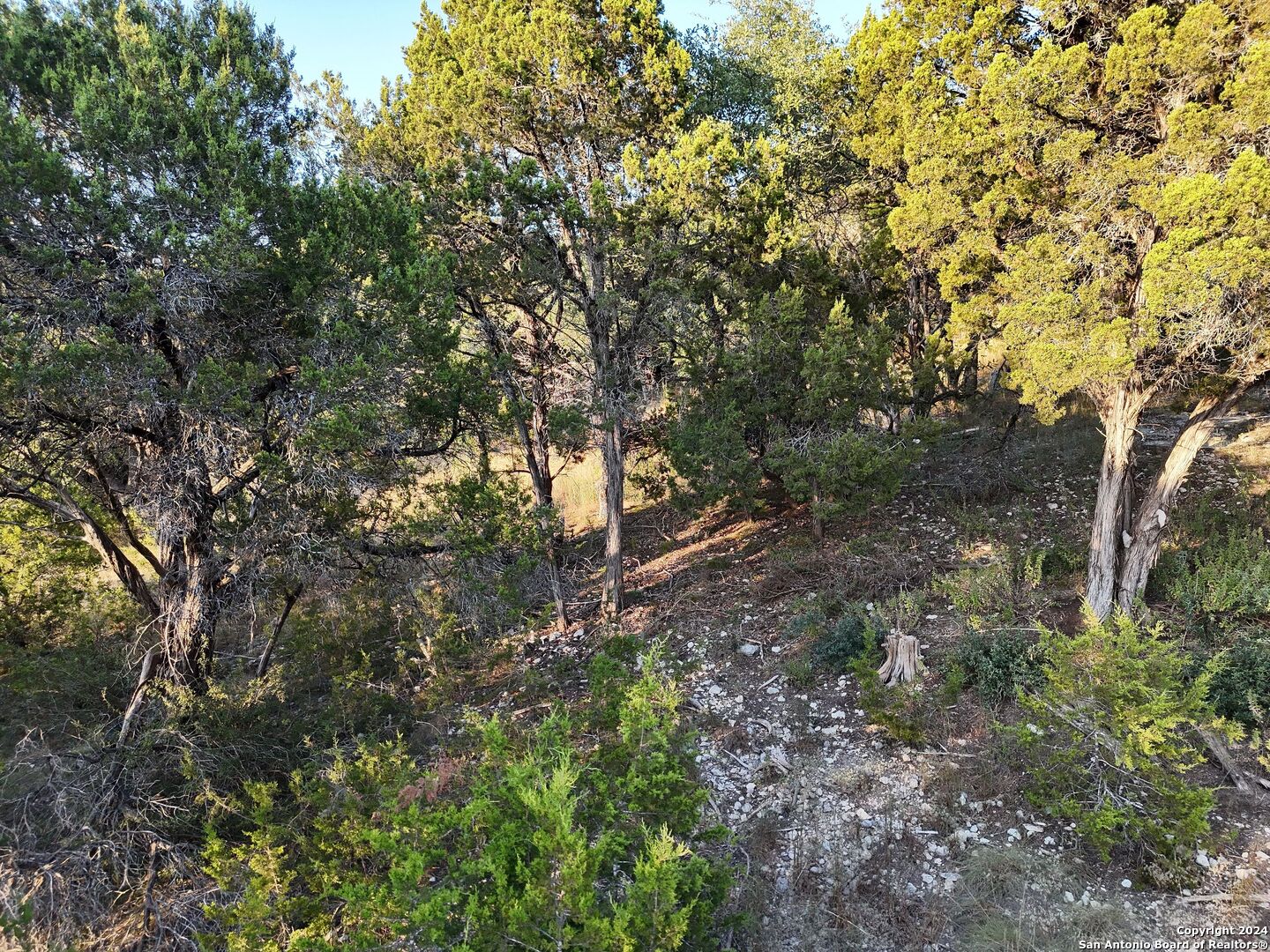 1167 Hancock Road Canyon Lake, TX 78133 - Photo 23 of 29 a view of a forest with lots of trees