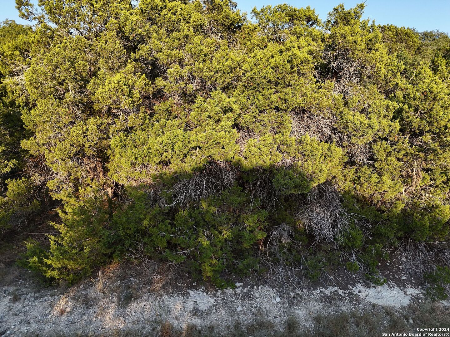 1167 Hancock Road Canyon Lake, TX 78133 - Photo 29 of 29 a view of a forest with a tree