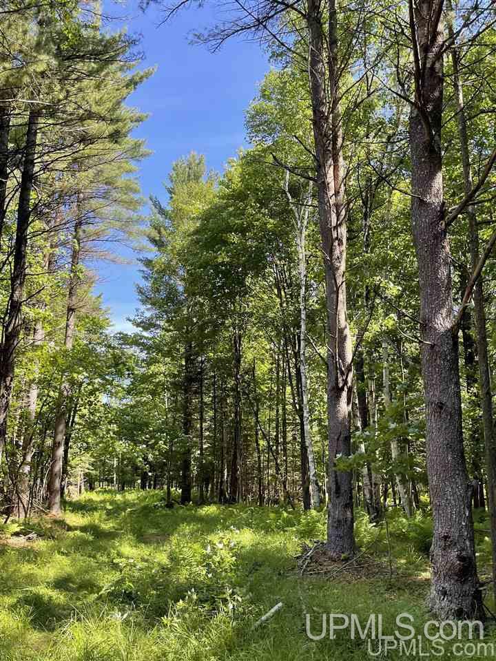Tbd Chvala Road Manistique, MI 49854 - Photo 11 of 21 Gallery Image 11