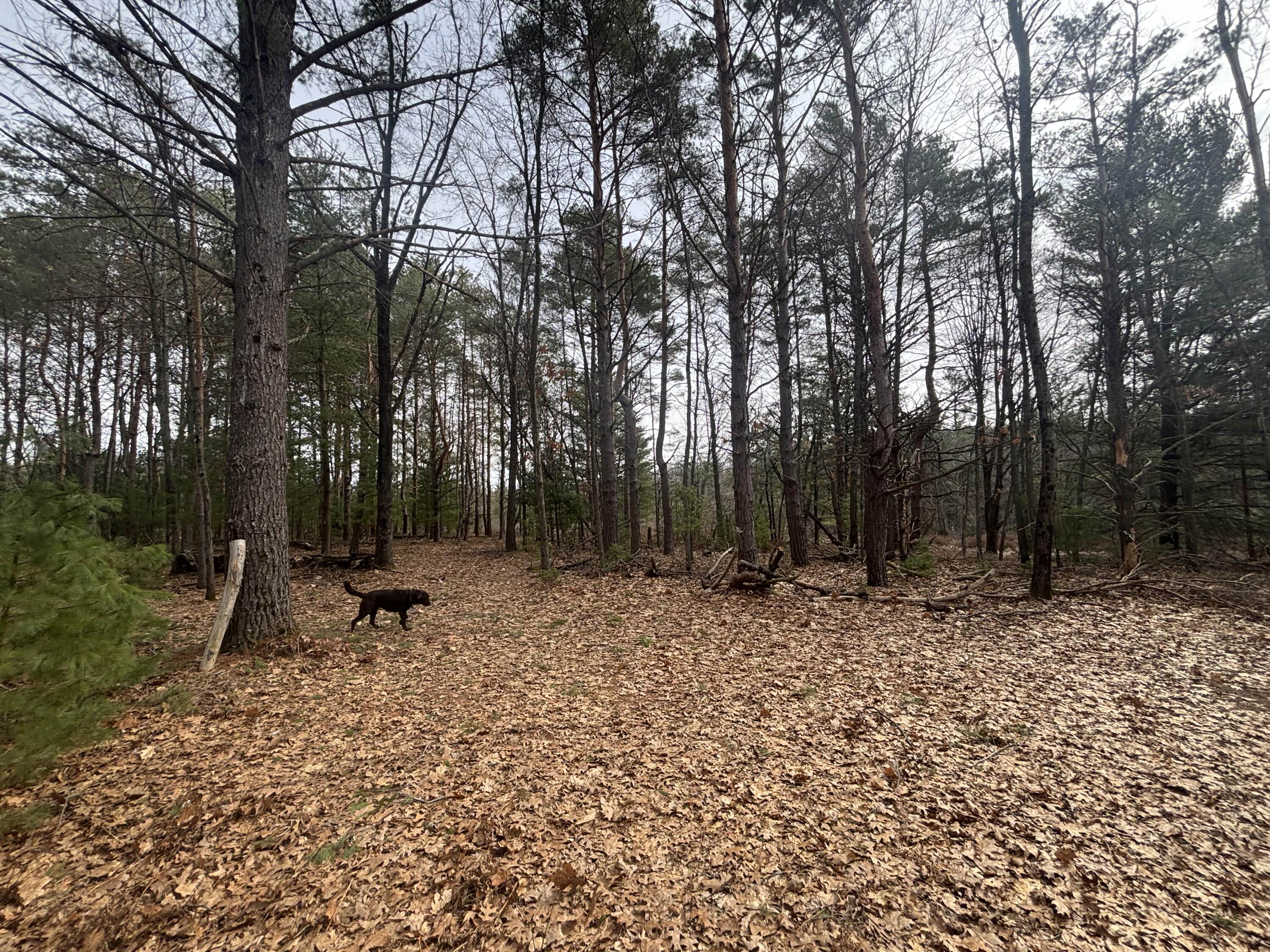 8.09 North A N Centerline Road White Cloud, MI 49349 - Photo 19 of 26 IMG_1914