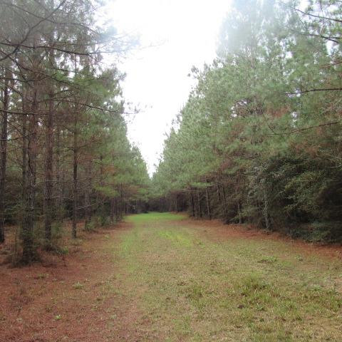 0 Trace Road Monticello, MS 39654 - Photo 1 of 1 Main View