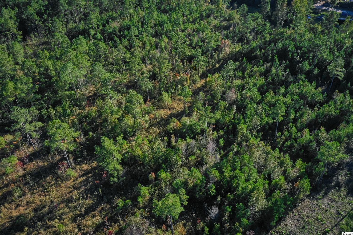 Tbd Camp Swamp Road Loris, SC 29569 - Photo 14 of 20