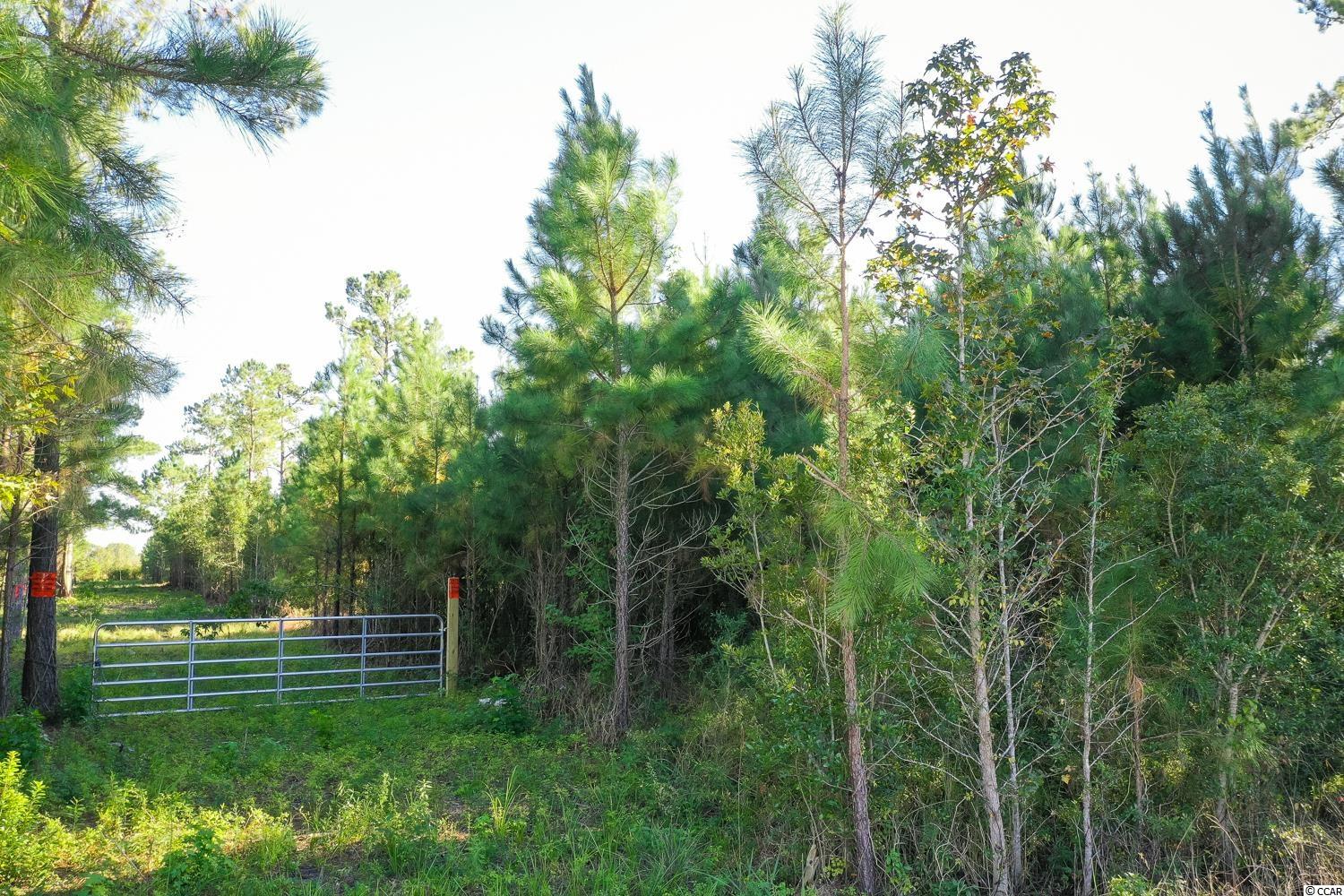 Tbd Camp Swamp Road Loris, SC 29569 - Photo 17 of 20