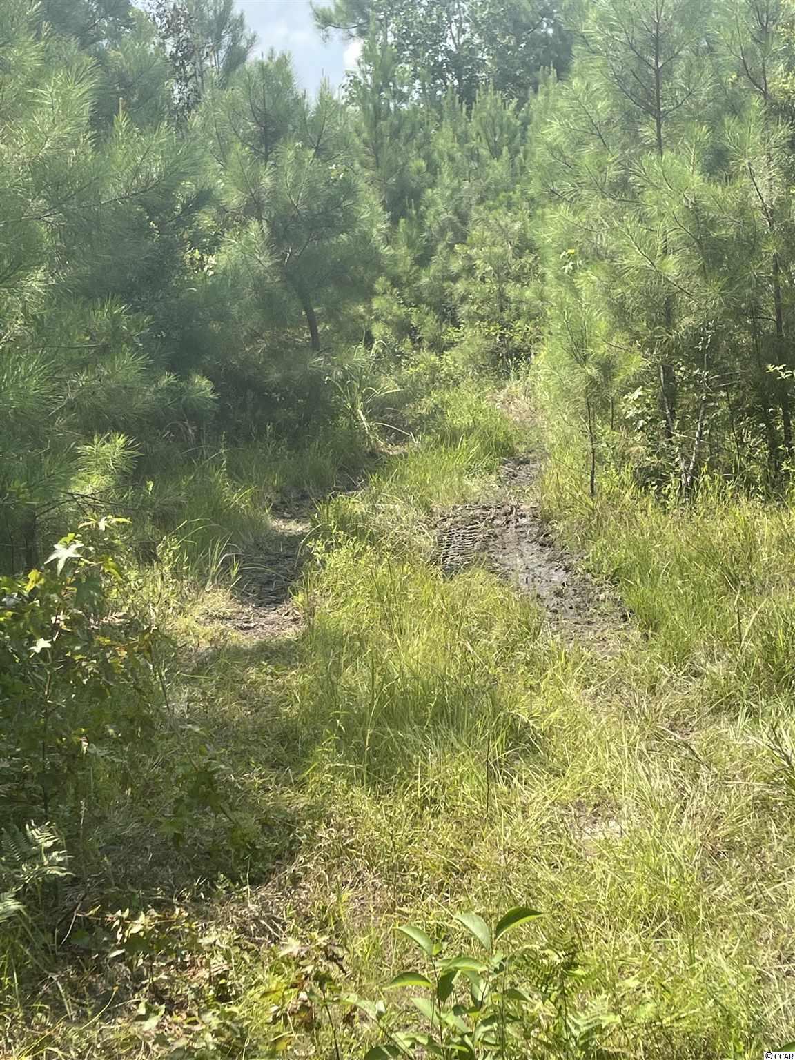 Tbd Camp Swamp Road Loris, SC 29569 - Photo 18 of 20