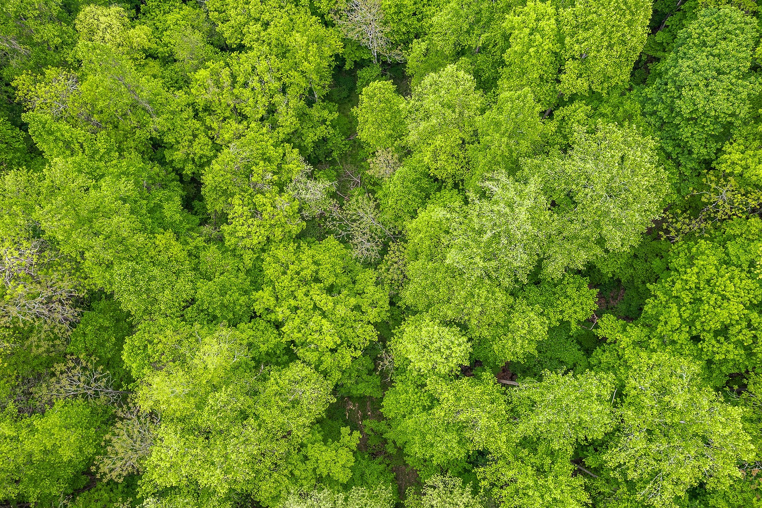 0 Hewitt Ridge Road Baxter, TN 38544 - Photo 14 of 62