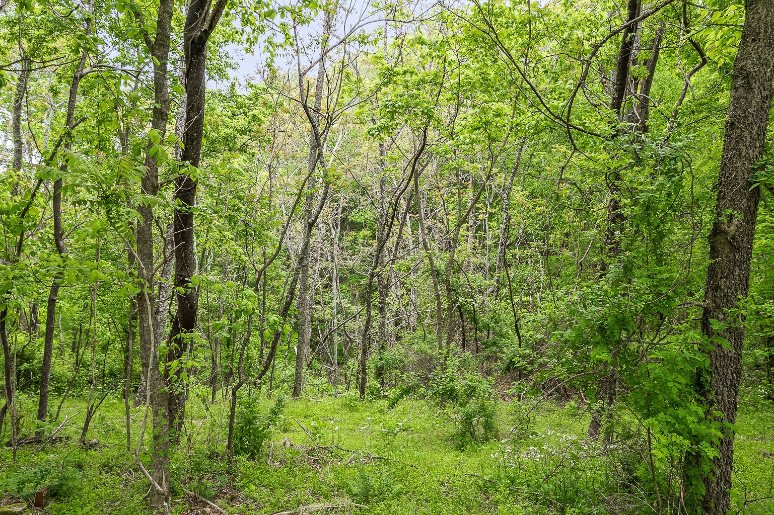0 Hewitt Ridge Road Baxter, TN 38544 - Photo 25 of 62