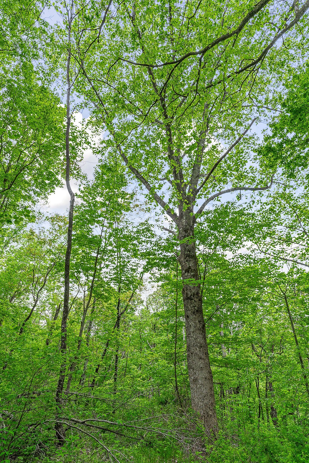 0 Hewitt Ridge Road Baxter, TN 38544 - Photo 29 of 62