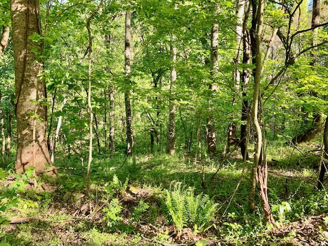 0 Hewitt Ridge Road Baxter, TN 38544 - Photo 39 of 62