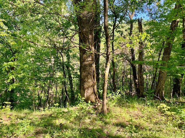 0 Hewitt Ridge Road Baxter, TN 38544 - Photo 40 of 62