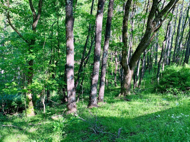 0 Hewitt Ridge Road Baxter, TN 38544 - Photo 46 of 62