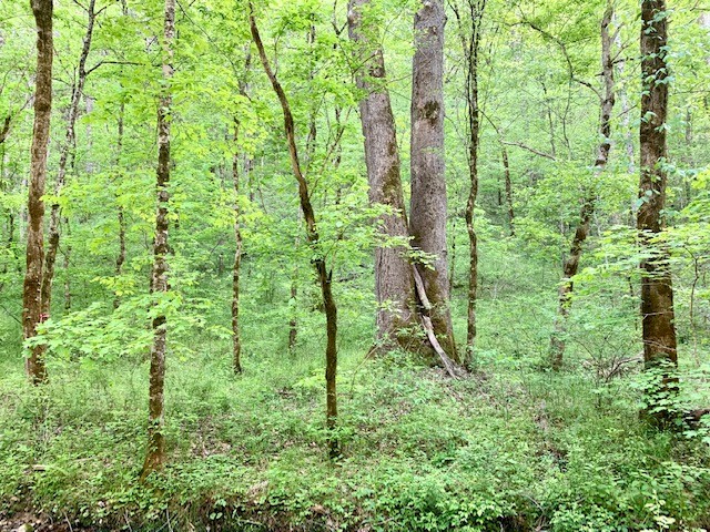 0 Hewitt Ridge Road Baxter, TN 38544 - Photo 47 of 62