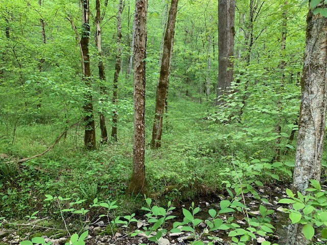 0 Hewitt Ridge Road Baxter, TN 38544 - Photo 49 of 62