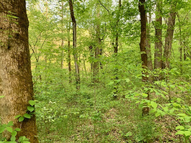 0 Hewitt Ridge Road Baxter, TN 38544 - Photo 51 of 62