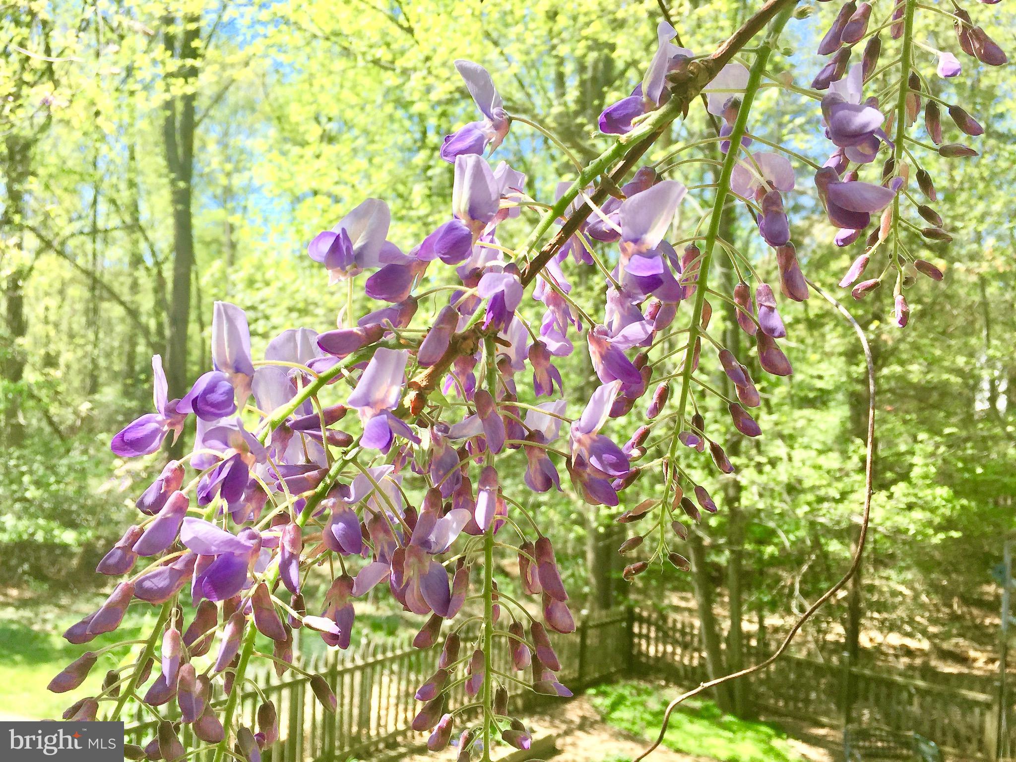 2824 Rifle Ridge Road Oakton, VA 22124 - Photo 45 of 50 Beautiful Blooms