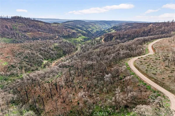 a view of a forest with a mountain in the background