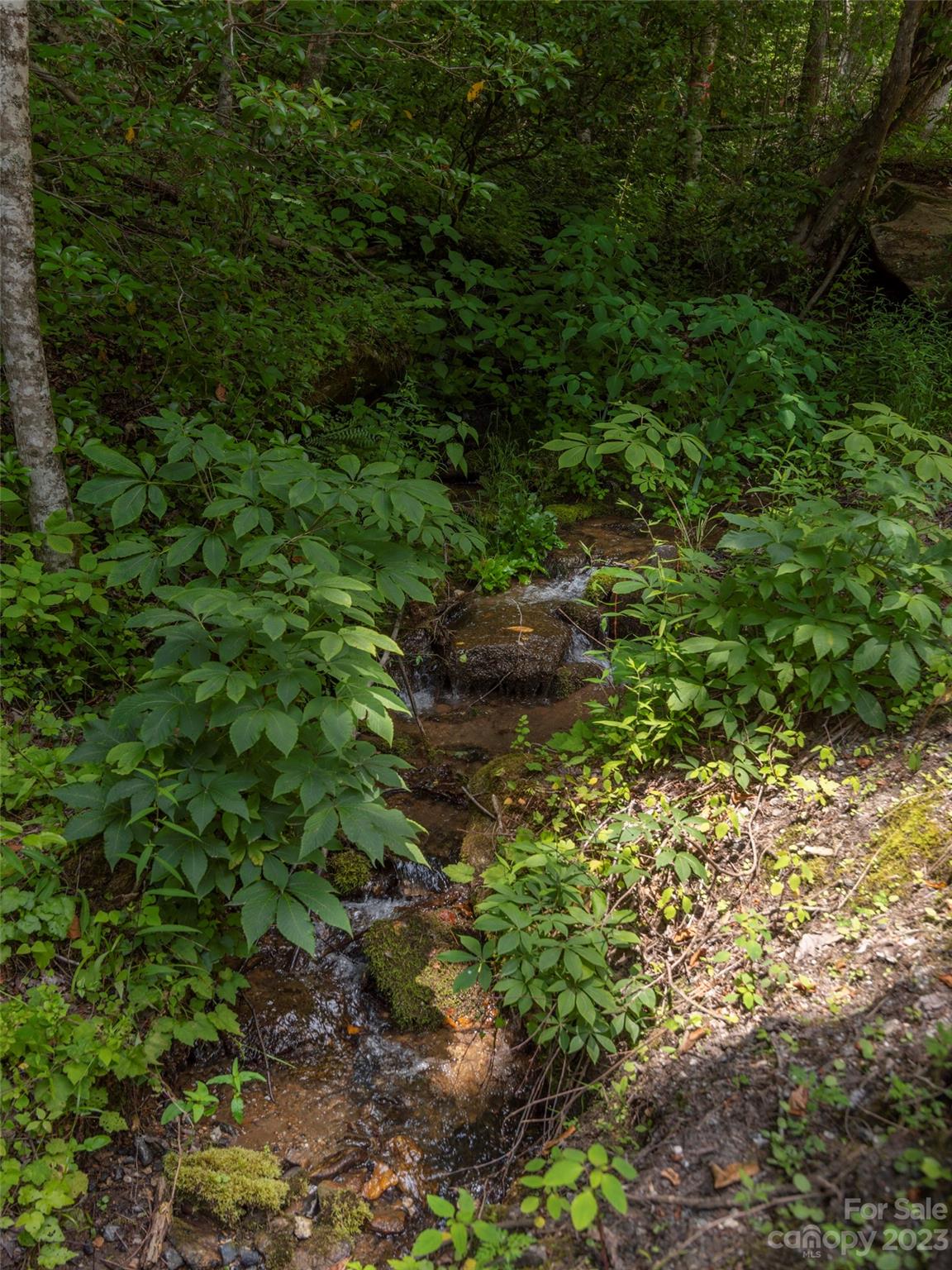 Lot 16 Lanterns Wick Trail Sylva, NC 28779 - Photo 5 of 8 a view of a forest with a tree