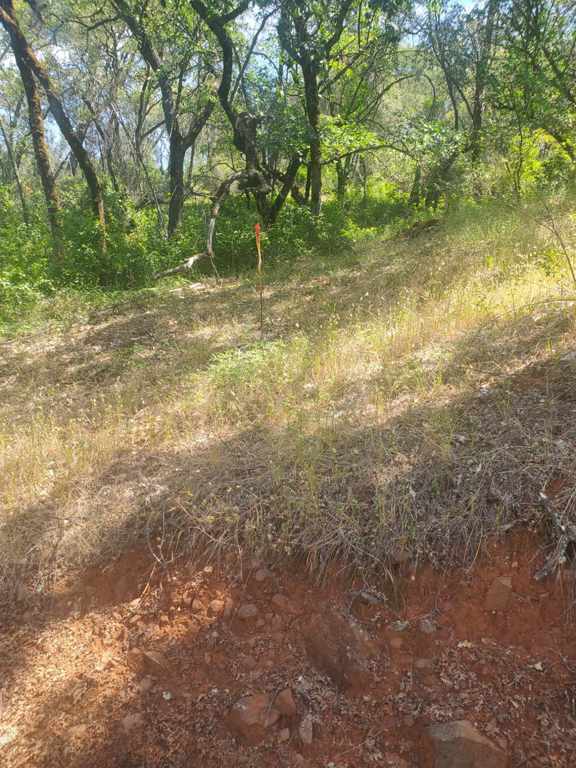 1190 Jurgens Road Rescue, CA 95672 - Photo 19 of 29 a view of outdoor space with trees all around
