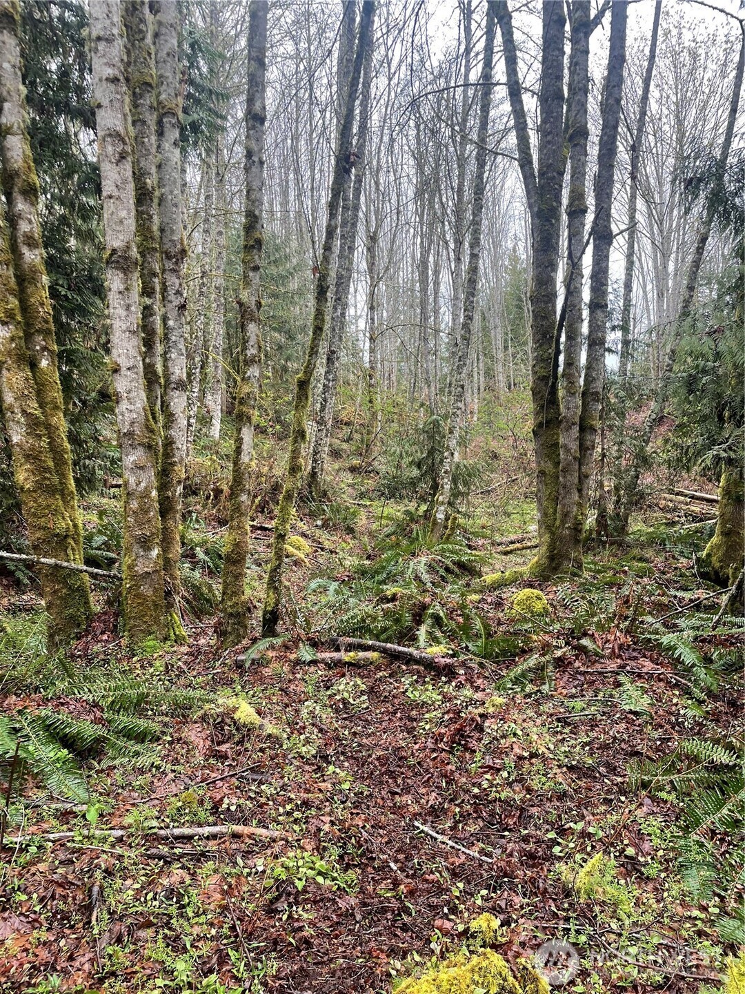 405 Elk Run Trail Port Angeles, WA 98362 - Photo 12 of 19 a view of a yard with large trees