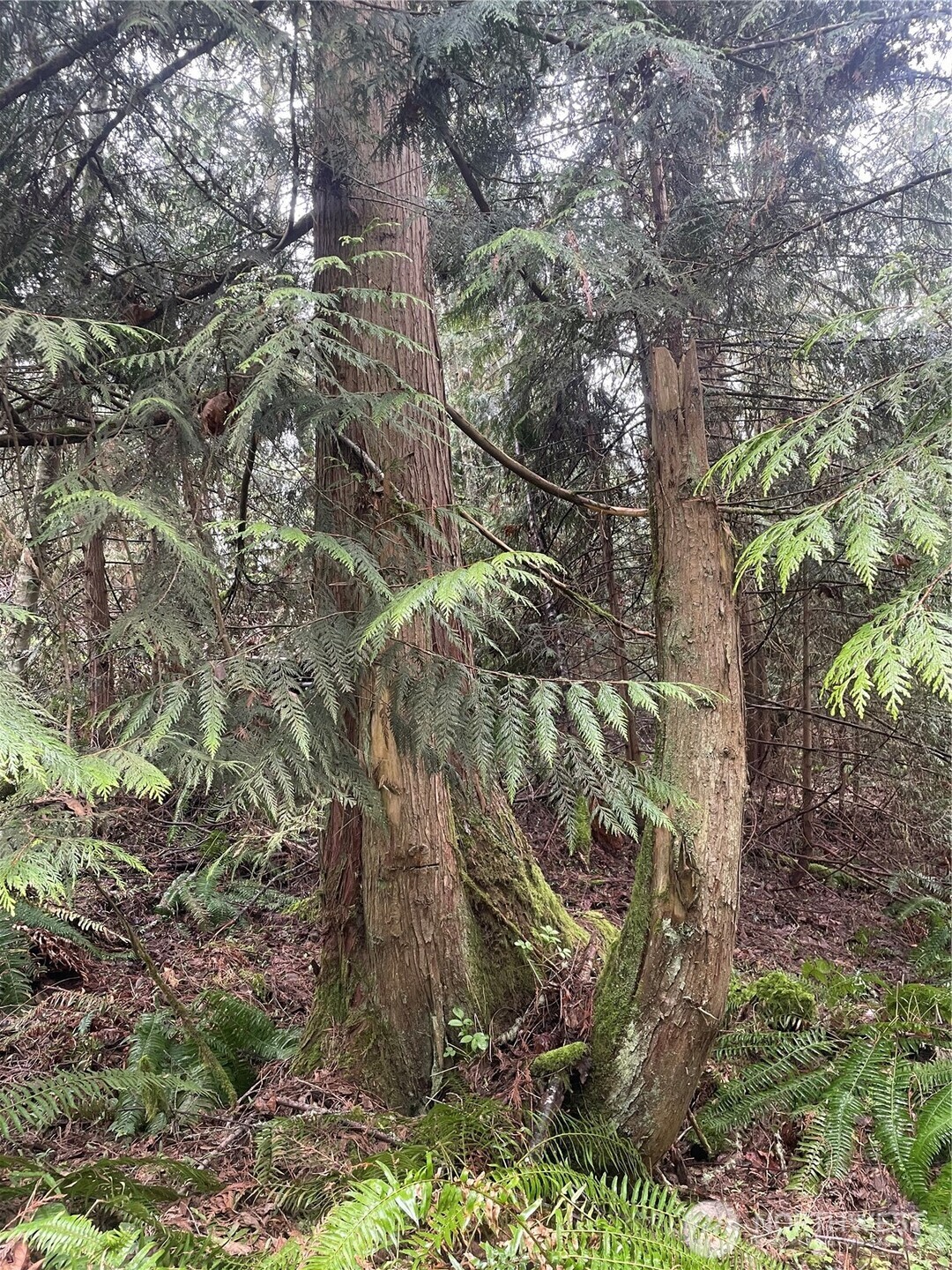 405 Elk Run Trail Port Angeles, WA 98362 - Photo 13 of 19 a backyard of a house with lots of plants and trees