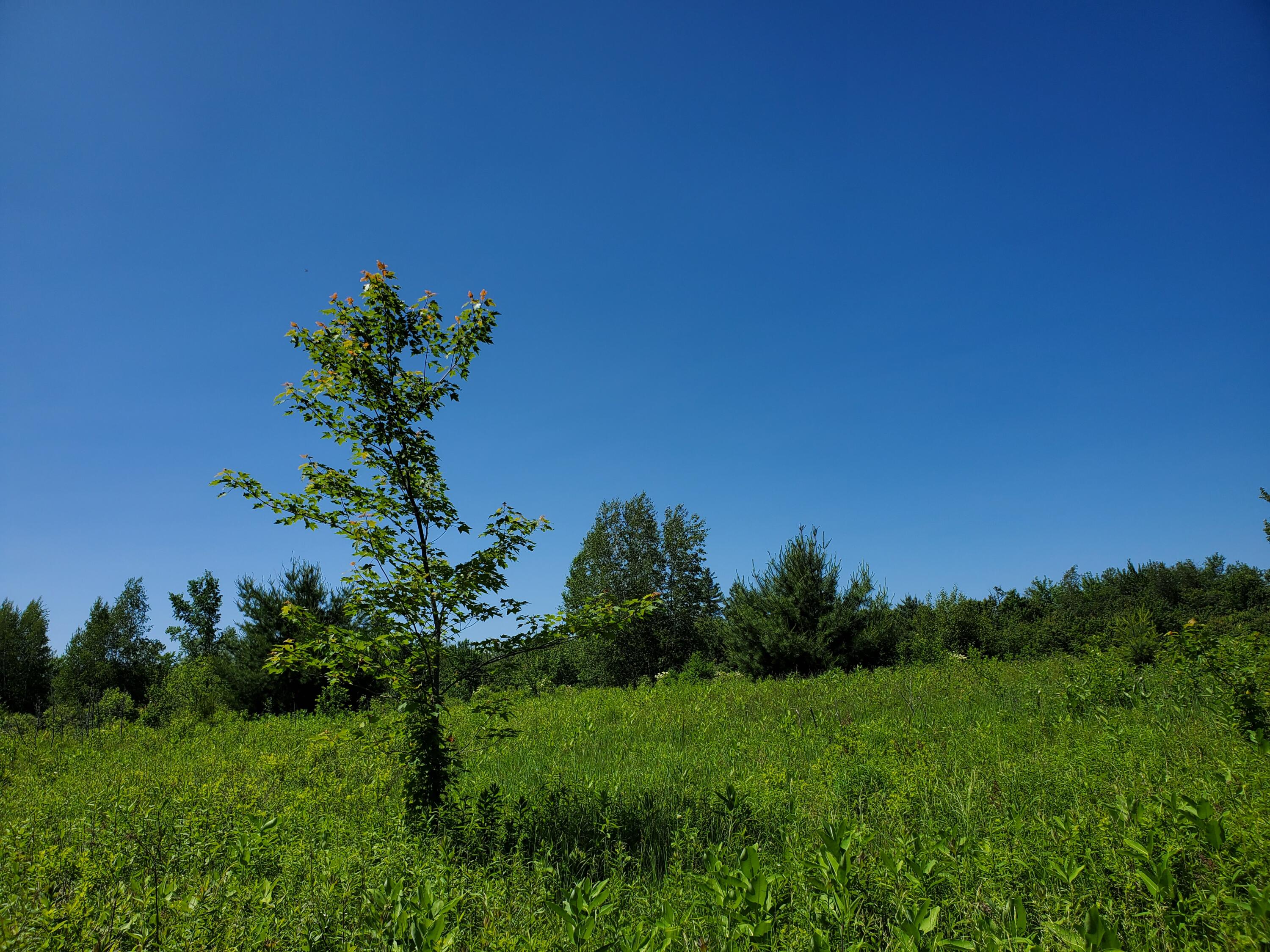 Lot 12-7 Emery Farm Road Medford, ME 04463 - Photo 8 of 13 20230622_141835