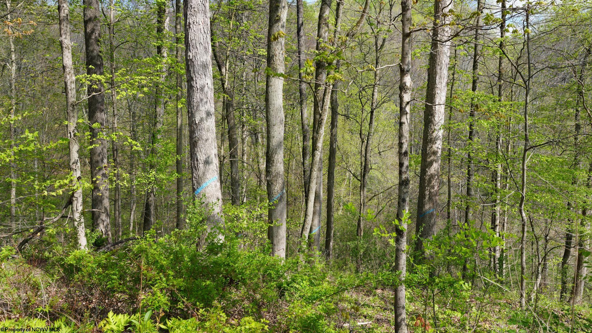 0 Poplar Springs Road Cameron, WV 26033 - Photo 20 of 47 Gallery Image 20
