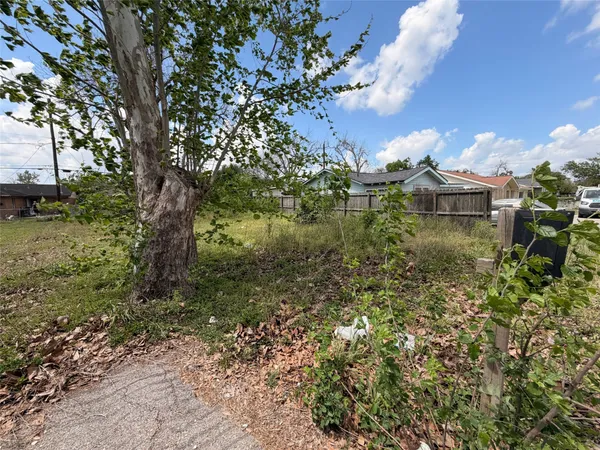 a view of a garden with plants and large trees