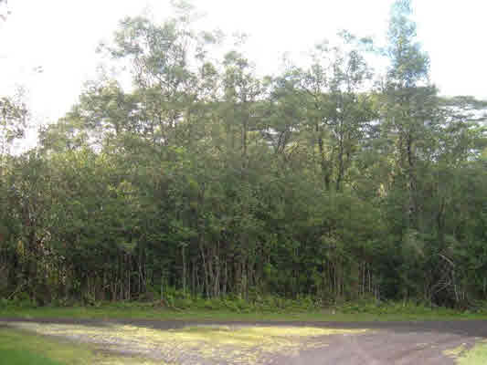 1198 Alii Road Pahoa, HI 96778 - Photo 1 of 5 Gallery Image 1