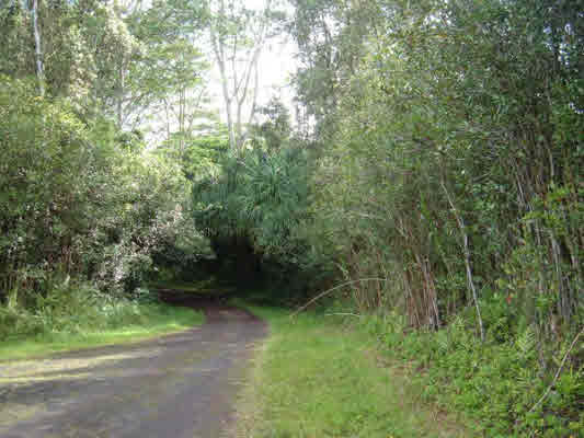1198 Alii Road Pahoa, HI 96778 - Photo 2 of 5 Gallery Image 2