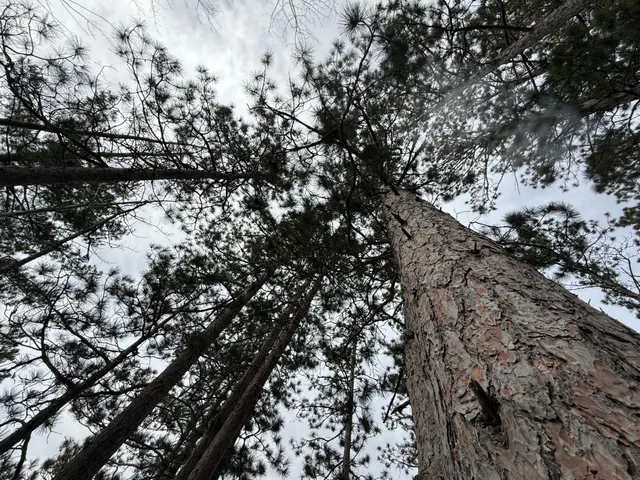 $130,000 | Tbd Quetzal Drive, Solway, MN 56678