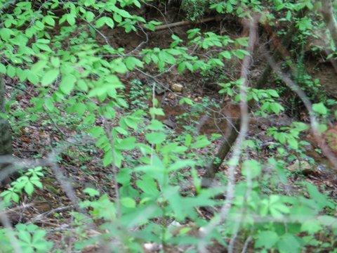 Lot 2 Alean Road Boones Mill, VA 24065 - Photo 1 of 1 Land
