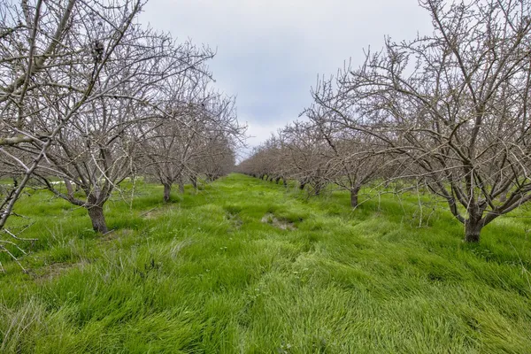 a green field with lots of bushes