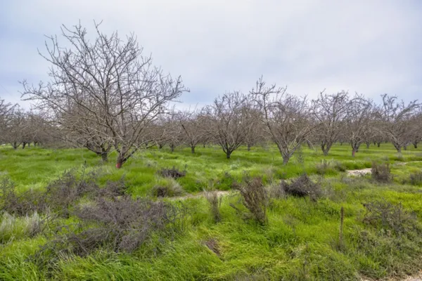 a view of a green field with lots of bushes