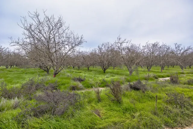 a view of a green field with lots of bushes