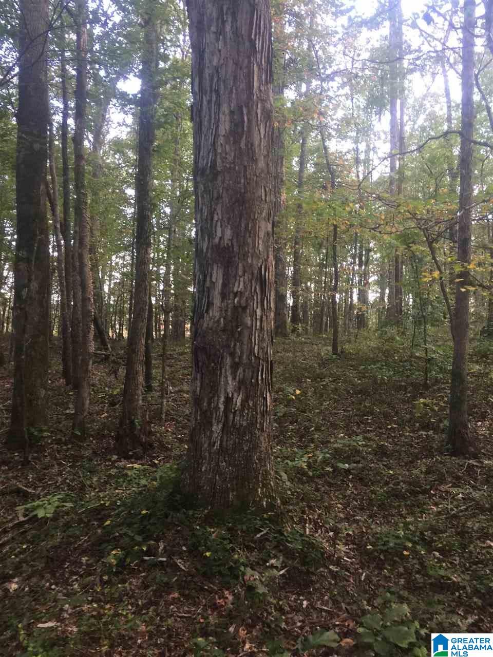 241 Sulphur Springs Road, Unit 9 89 ACRES Lincoln, AL 35096 - Photo 11 of 44