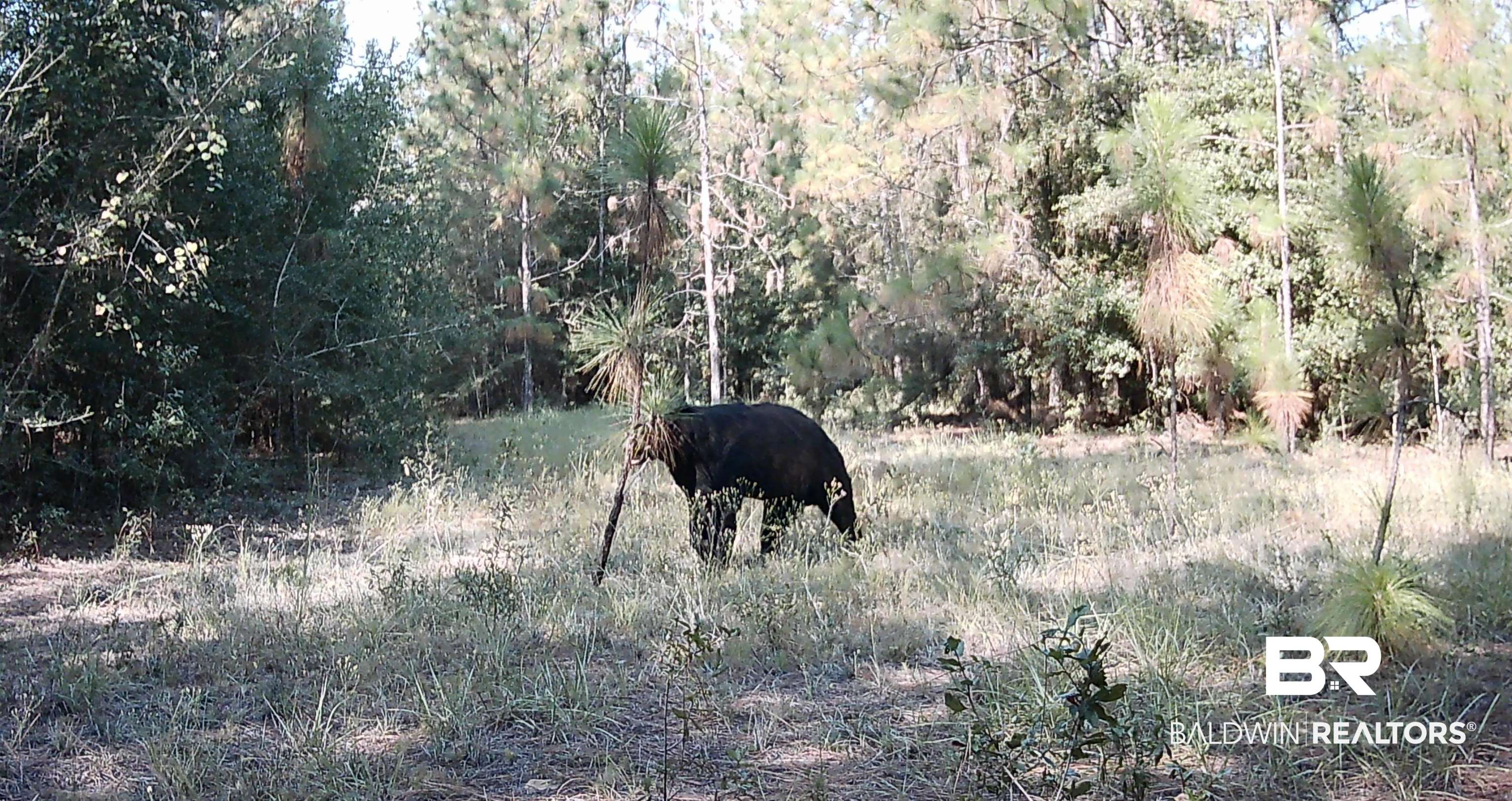 7350 Kushla McLeod Road Eight Mile, AL 36613 - Photo 2 of 3 View of undeveloped land