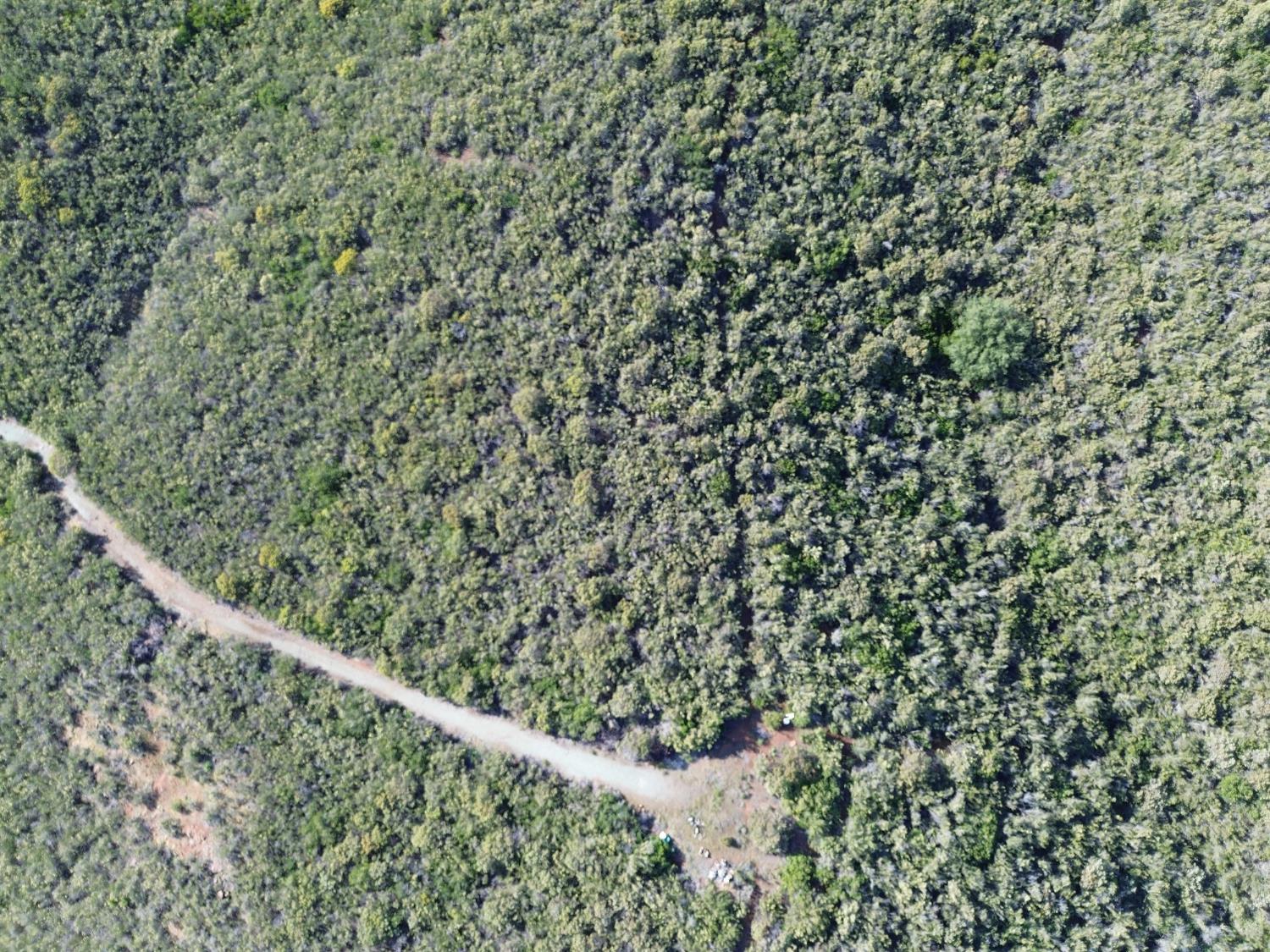 0 Storksbill Road Pilot Hill, CA 95664 - Photo 14 of 15 a view of a forest with a tree