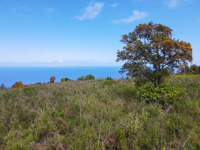 a view of a bunch of trees in a field