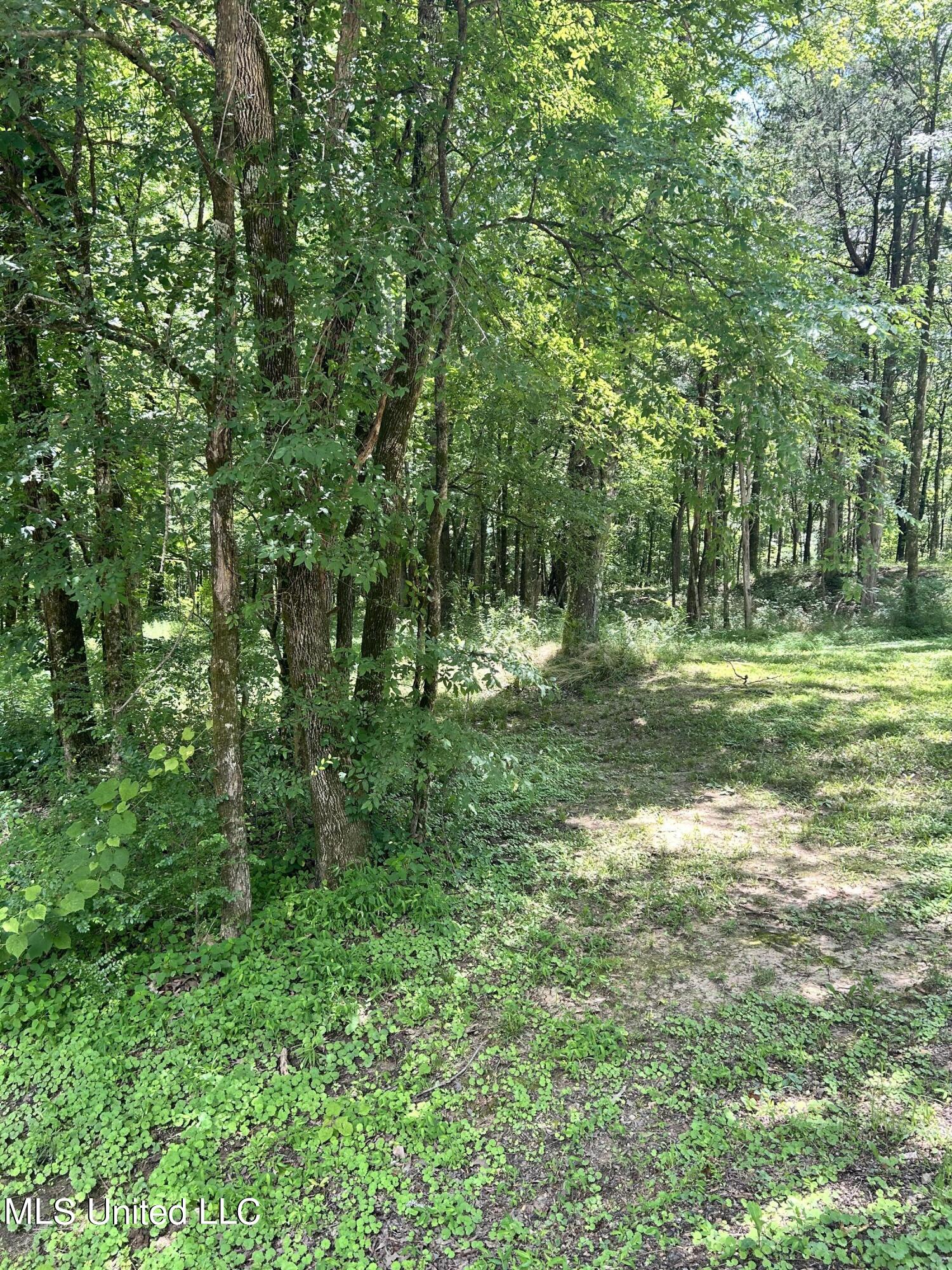 11249 Byhalia Road Byhalia, MS 38611 - Photo 2 of 3 IMG_6457