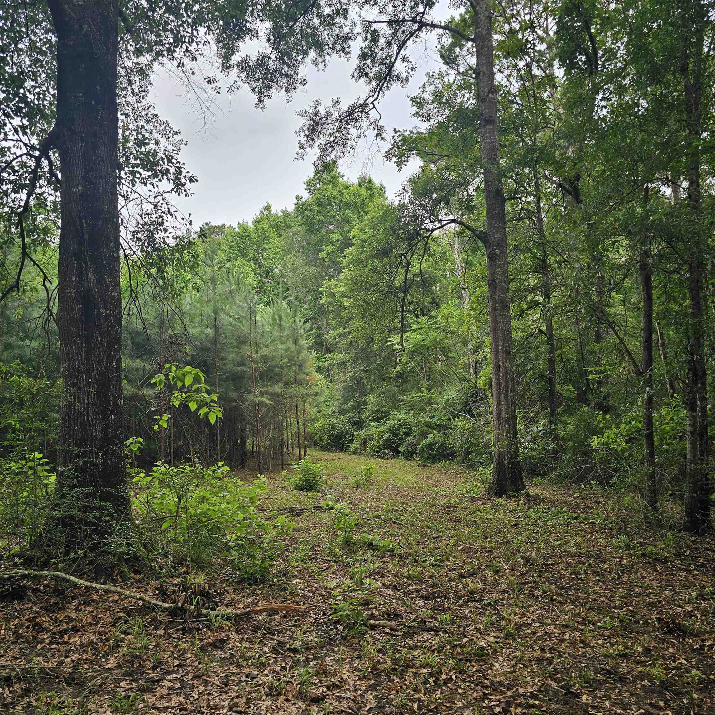 0 County Road 3110 Call, TX 75933 - Photo 23 of 40
