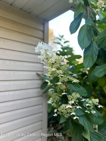 a close up of a plant in a garden