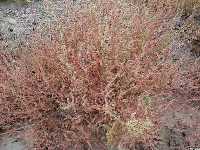 271 Thompson Cyn Road Green River, UT 84525 - Photo 13 of 26 Burning Bush of the desert.