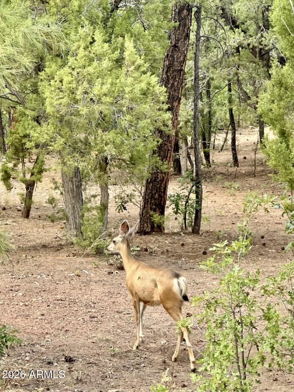 4260 West Falling Leaf Road Show Low, AZ 85901 - Photo 31 of 32