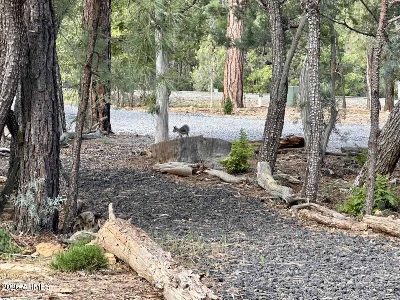 4260 West Falling Leaf Road Show Low, AZ 85901 - Photo 32 of 32 a view of a trees and yard