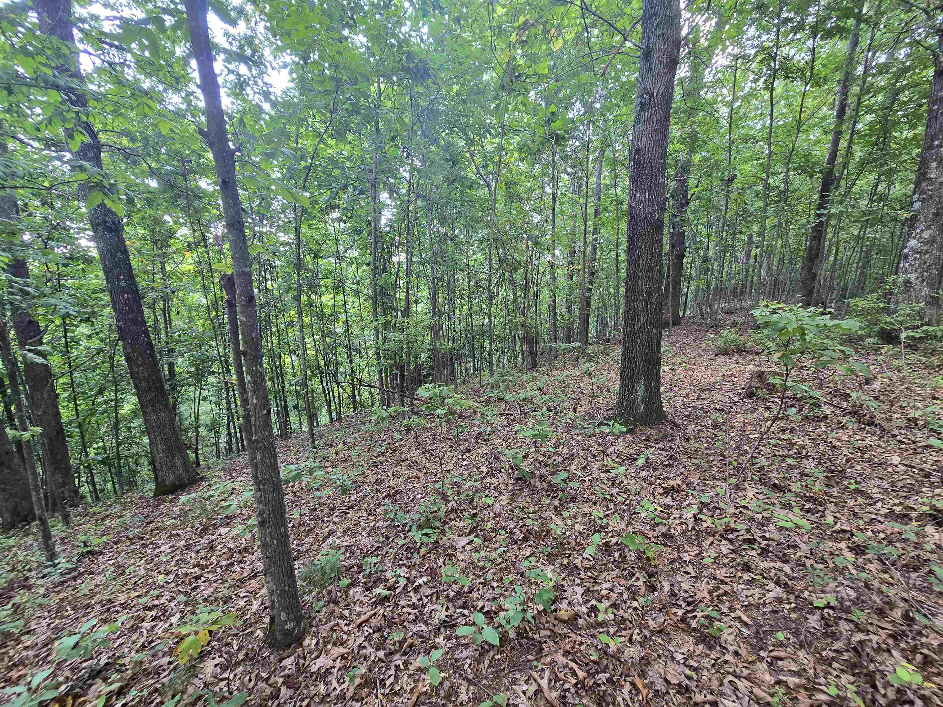 275 Kincaid Pl Mill Spring Mill Spring, NC 28756 - Photo 8 of 27 Gallery Image 8