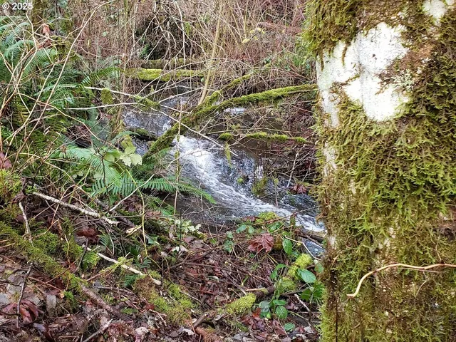 a plant that is in front of a tree