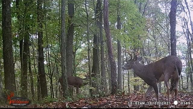 16786 Roses Run Road Salineville, OH 43945 - Photo 9 of 9 Deer caught on camera on property.