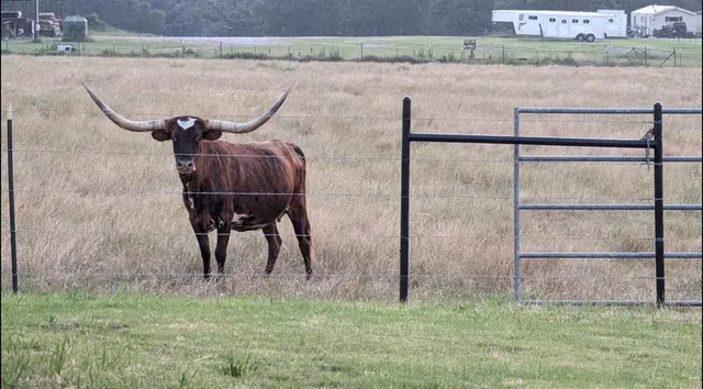 $1,100,000 | 886 County Road 3341, Paradise, TX 76073