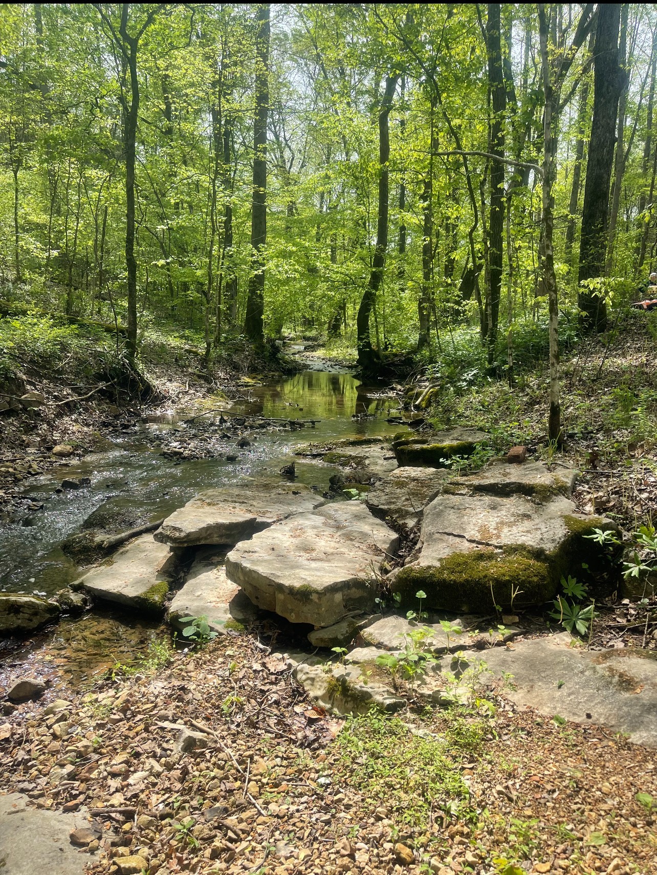 859 Lucas Road Dickson, TN 37055 - Photo 54 of 63 a view of a lake with lots of trees