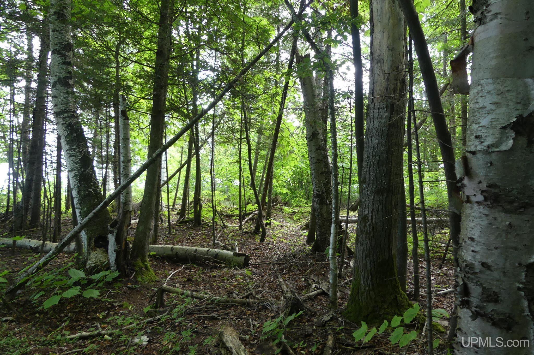 Tbd East Webb Road Grand Marais, MI 49839 - Photo 10 of 27 Gallery Image 10