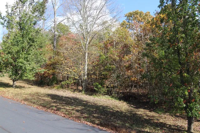 a view of a yard with trees